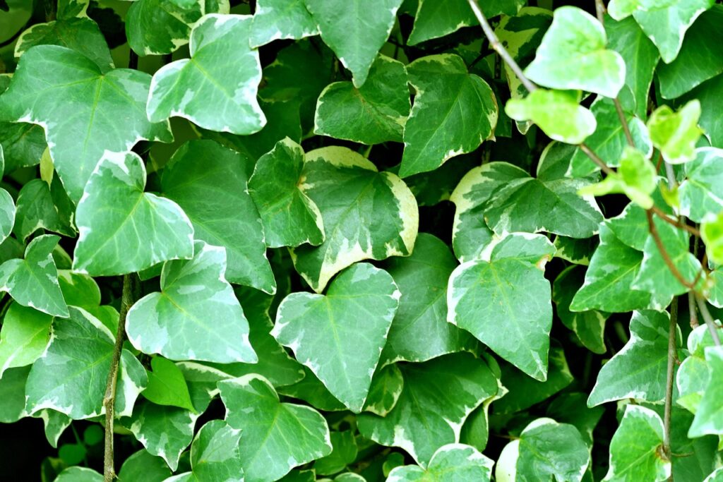 ivy leaves, green leaves, nature-8038684.jpg